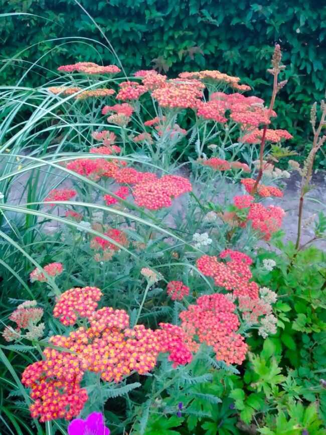 Achillea 'walther funke'
