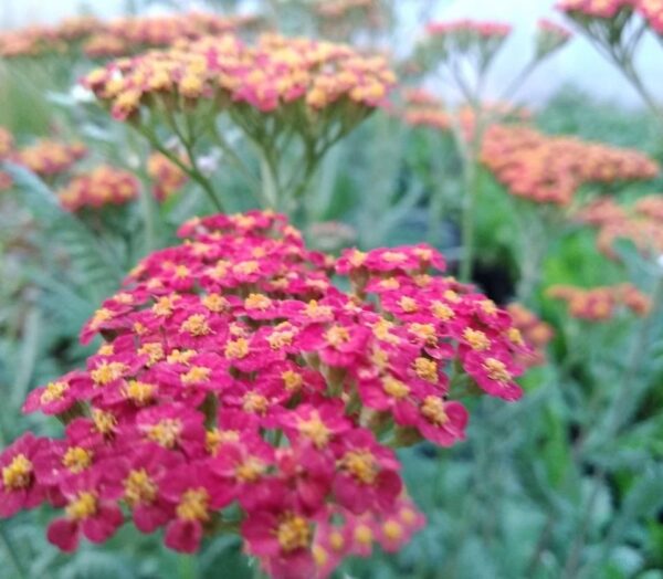 Achillea 'walther funke' - Image 5