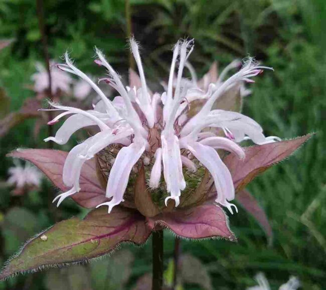 Monarda bradburiana