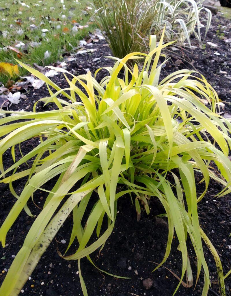 Milium effusum 'Aureum' PetersPlants