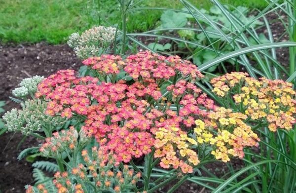 achillea walther funke 4
