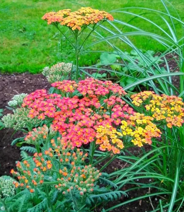 Achillea 'walther funke' - Image 6