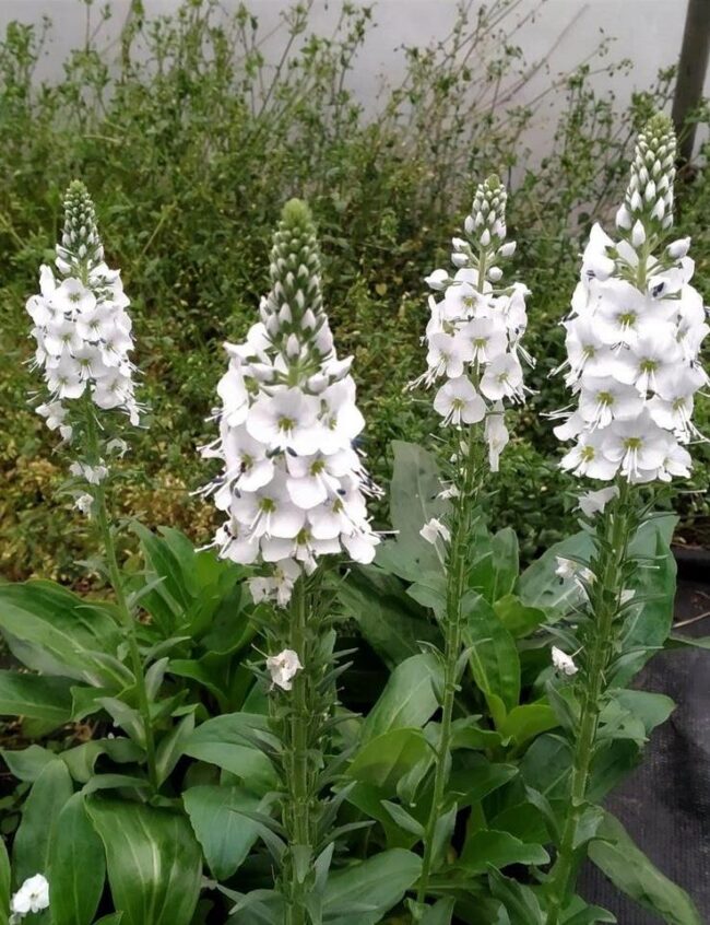 Veronica Gentianoides