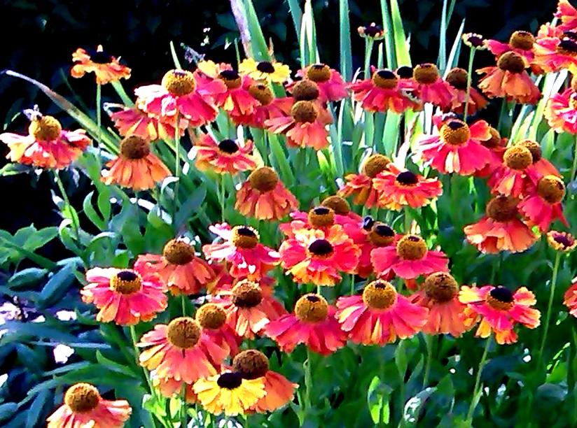 Helenium ‘Sahin’s Early Flowerer’ - Image 5