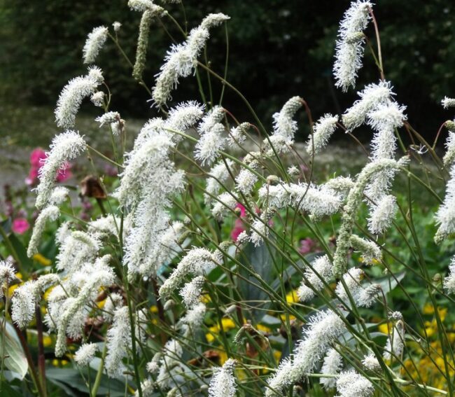 Sanguisorba tenuifolia 'alba'
