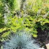 Festuca  'Elijah blue'