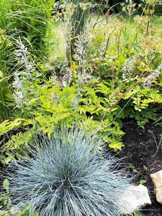 Festuca  'Elijah blue'