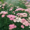 Achillea 'salmon beauty'