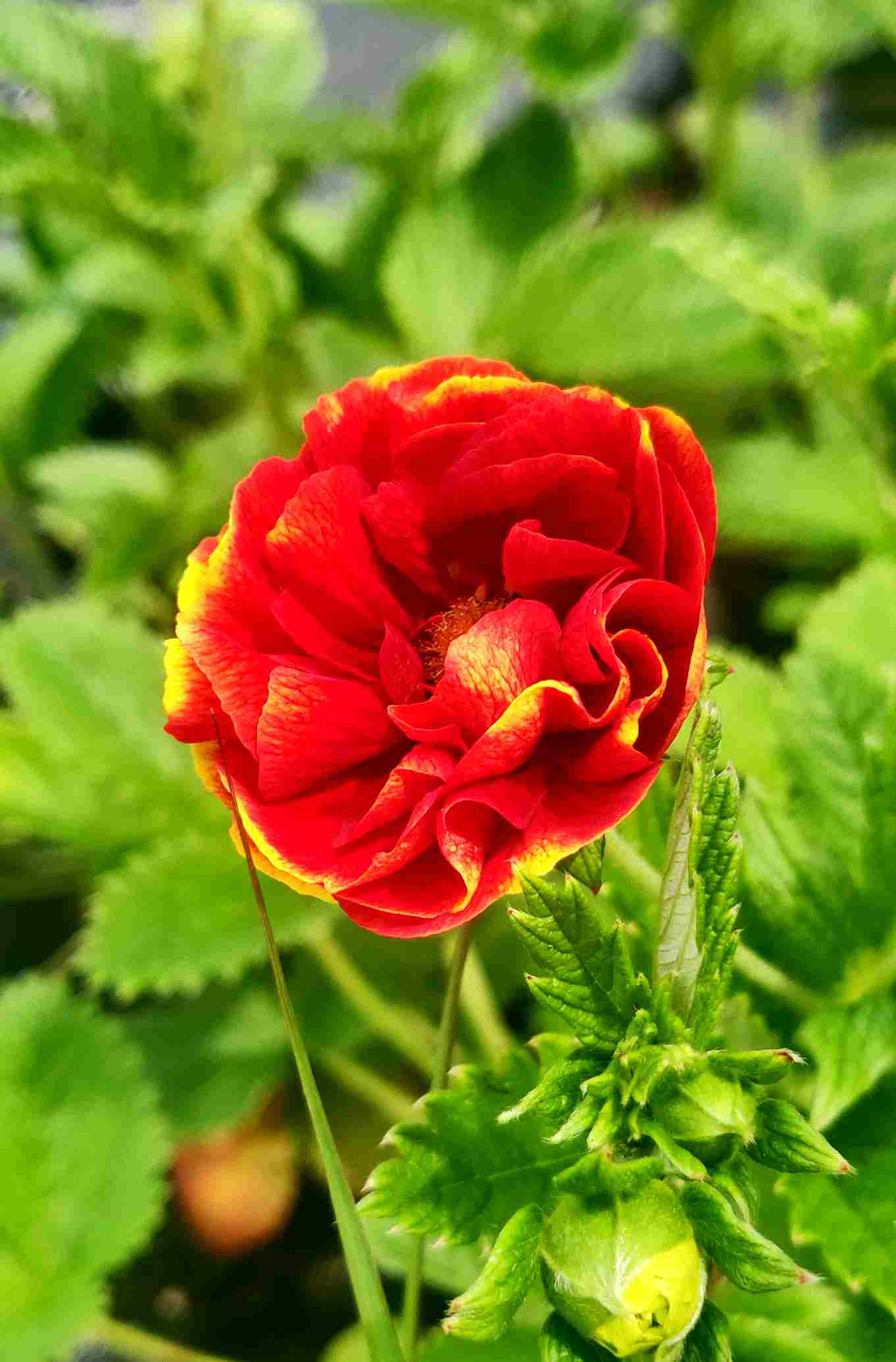 Potentilla 'Gloire de Nancy' - Image 3