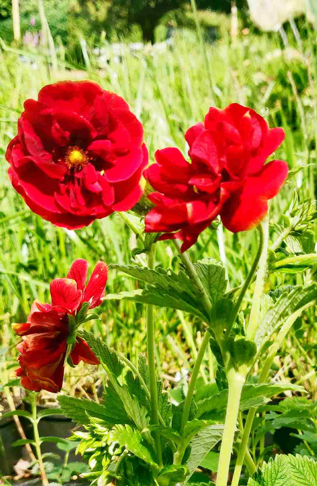 Potentilla 'Gloire de Nancy' - Image 2