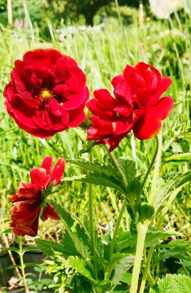 Potentilla 'Gloire de Nancy'