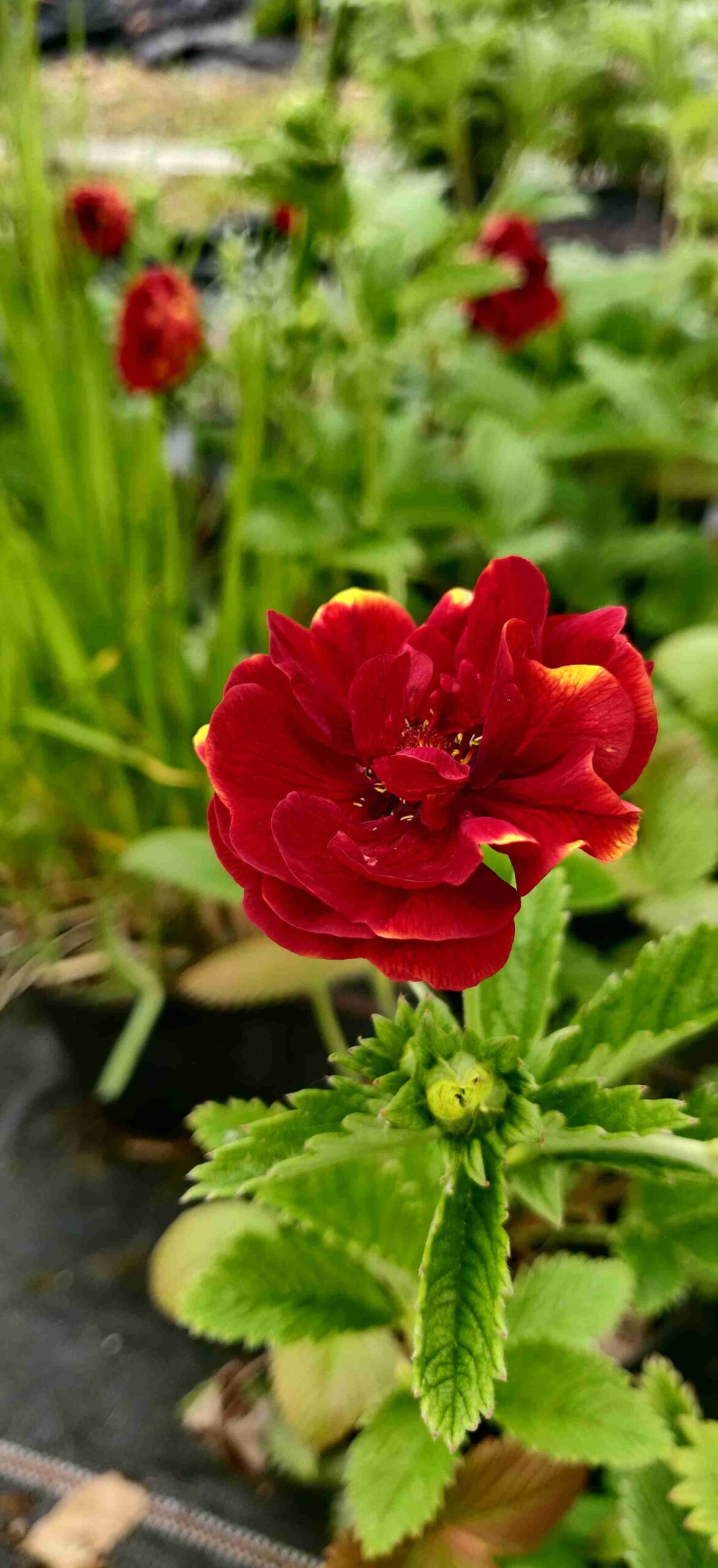Potentilla 'Gloire de Nancy' - Image 4