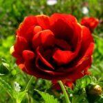 Potentilla 'Gloire de Nancy' Potentilla 'Gloire de Nancy' Image