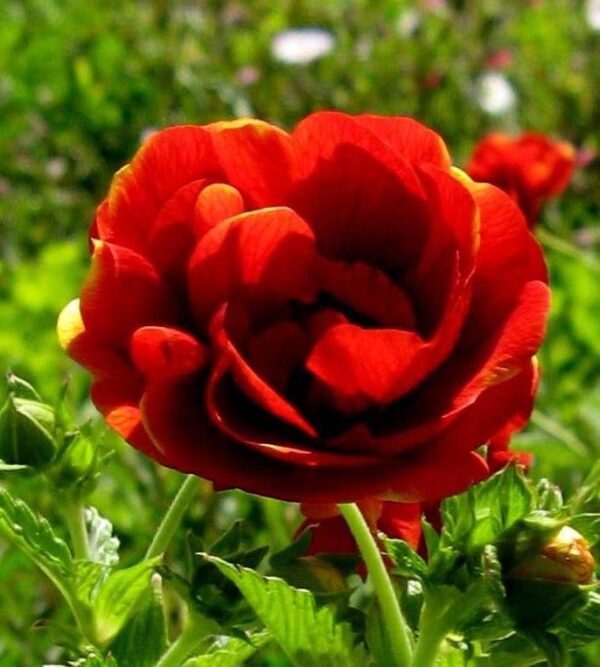 Potentilla 'Gloire de Nancy'