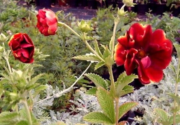 Potentilla 'Gloire de Nancy' - Image 3