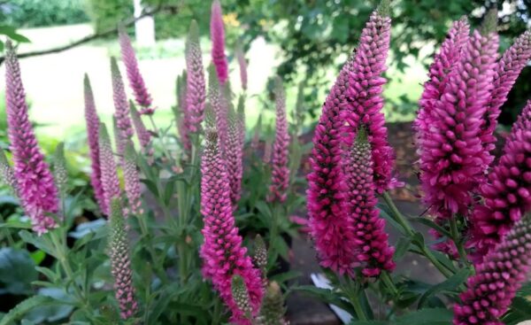 Veronica spicata 'Heidekind' - Image 3