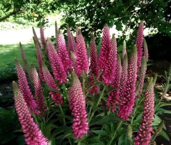 Veronica spicata 'Heidekind' - Image 2