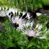 Centaurea ‘Lady Flora Hastings’ – Elegant Meadow Perennial