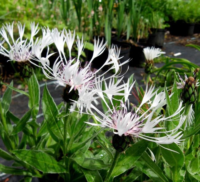 Centaurea 'Lady Flora Hastings'