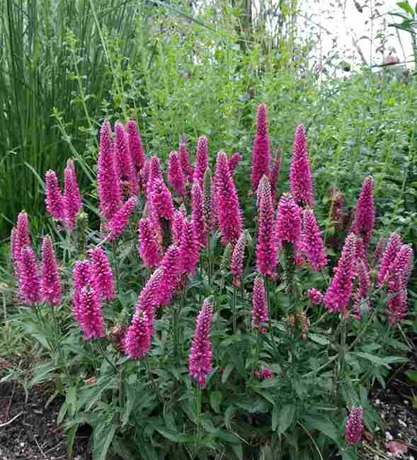 Veronica spicata 'Heidekind'