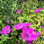 Geranium 'Red Admiral' Geranium 'Red Admiral' Image