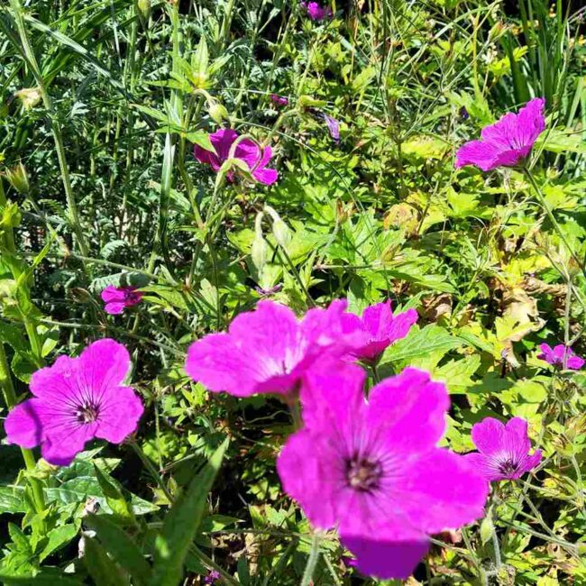 Geranium 'Red Admiral'