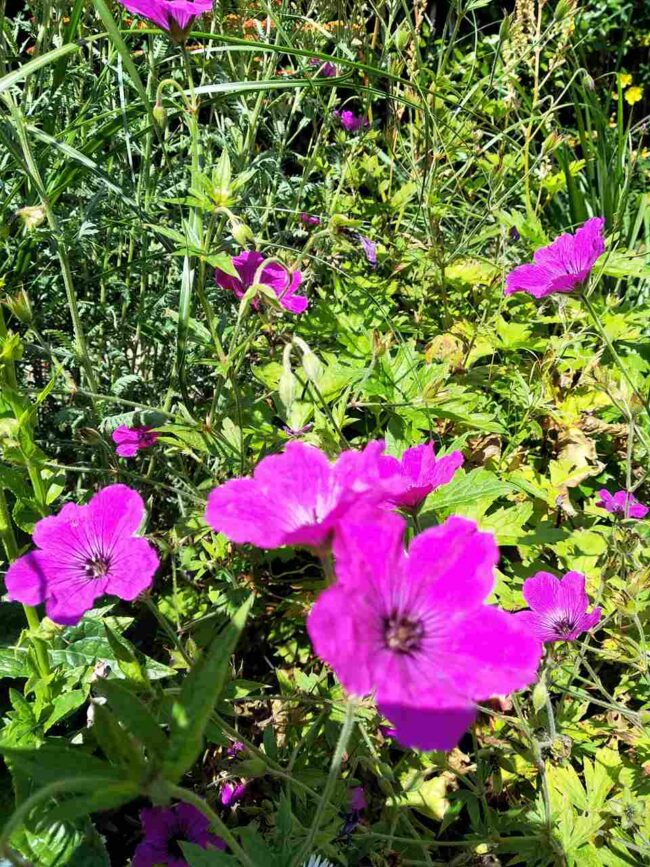 Geranium 'Red Admiral'