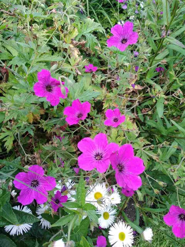 Geranium 'Red Admiral' - Image 2