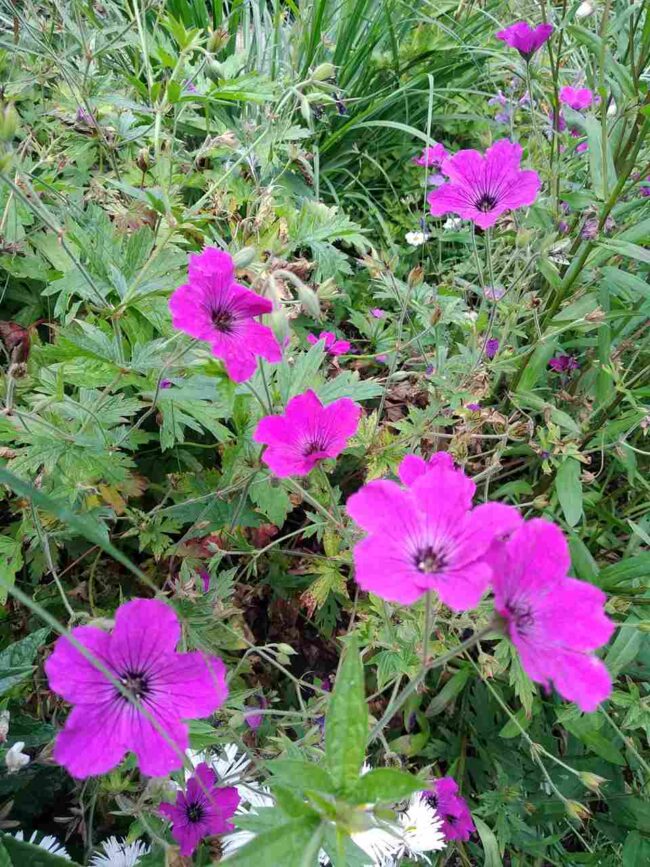 Geranium 'Red Admiral' - long flowering