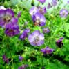 Geranium phaeum