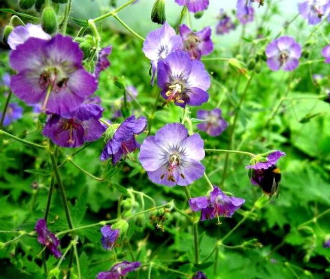 Geranium phaeum