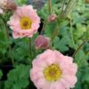 Geum 'Peachy Pink'