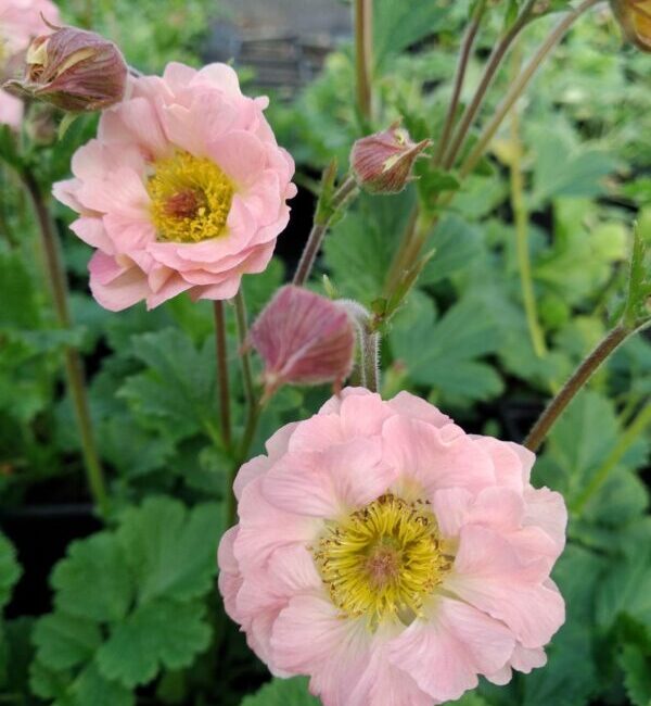 Geum 'Peachy Pink'
