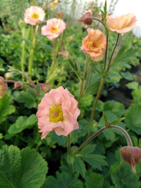 Geum 'Peachy Pink' - Image 3
