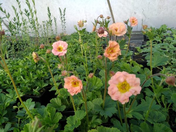 Geum 'Peachy Pink' - Image 2