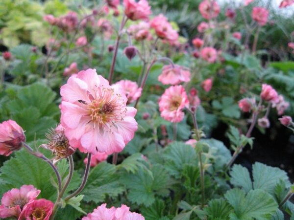 Geum 'Bell Bank' - Image 2