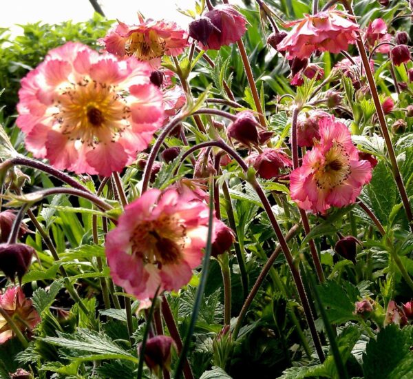 Geum 'Bell Bank' - Image 4