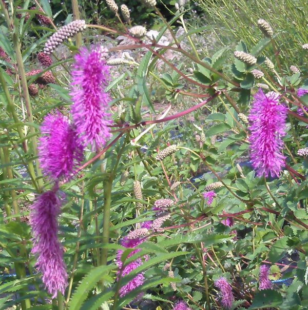 Sanguisorba magnifica