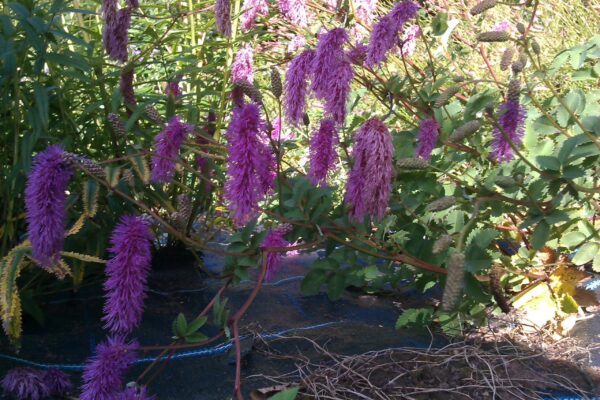 Sanguisorba magnifica - Image 3
