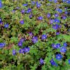 Geranium Wlassovianum