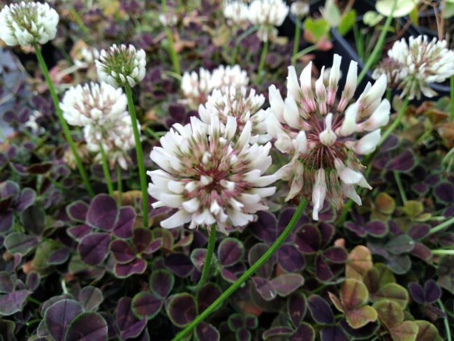 Trifolium repens atropurpureum