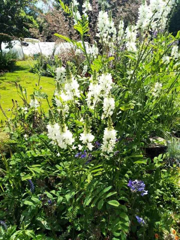 Galega hartlandii 'alba' - Image 4