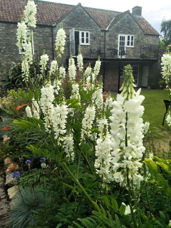 Galega hartlandii 'alba' - Image 2