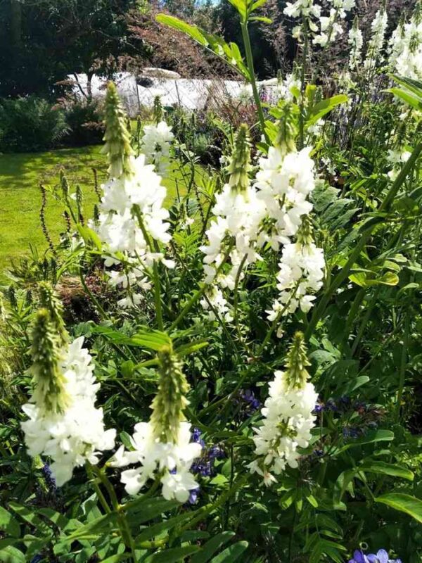 Galega hartlandii 'alba' - Image 5