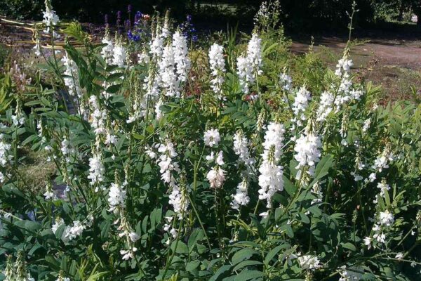 Galega hartlandii 'alba' - Image 3