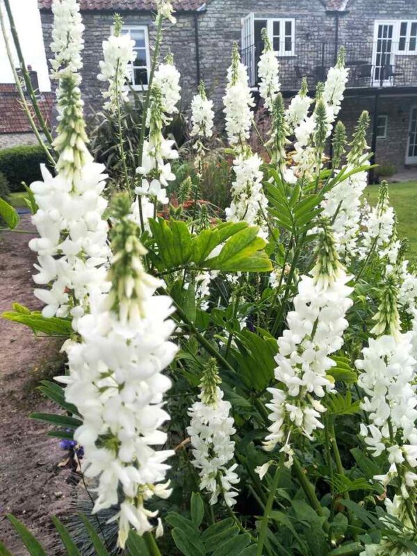 Galega hartlandii 'alba'