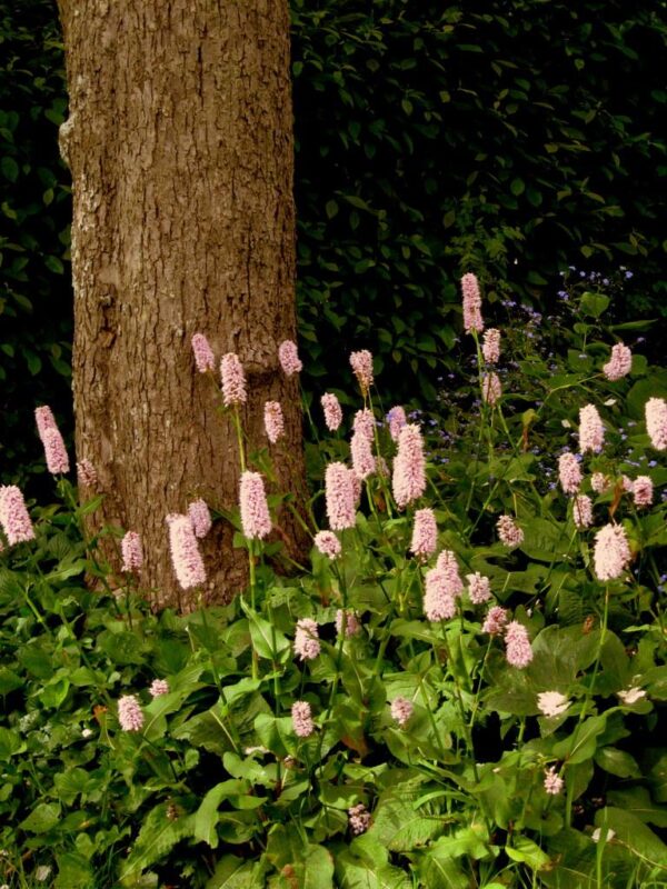 Persicaria Bistorta 'Superba' - Image 4