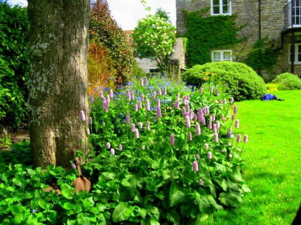Persicaria Bistorta 'Superba' - Image 3