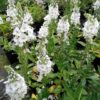 Veronica gentianoides ‘Alba’
