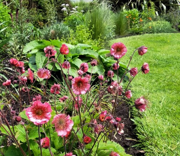 Geum 'Bell Bank'